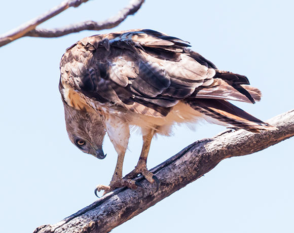 Red-tailed Hawk Buteo jamaicensis