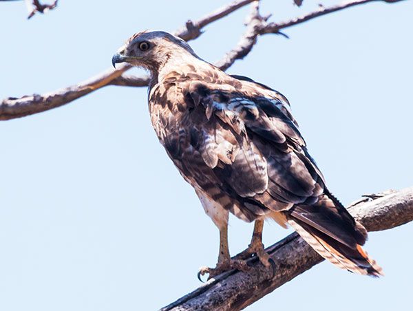 Red-tailed Hawk Buteo jamaicensis