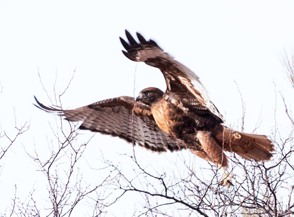 Red-tailed Hawk Buteo jamaicensis