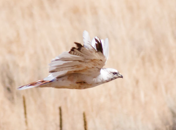 Leucistic Red-tailed Hawk Buteo jamaicensis