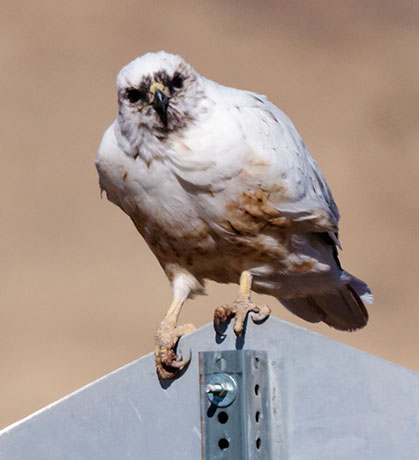 Leucistic Red-tailed Hawk Buteo jamaicensis
