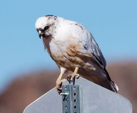 Leucistic Red-tailed Hawk Buteo jamaicensis