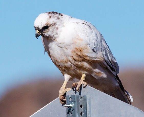 Leucistic Red-tailed Hawk Buteo jamaicensis 