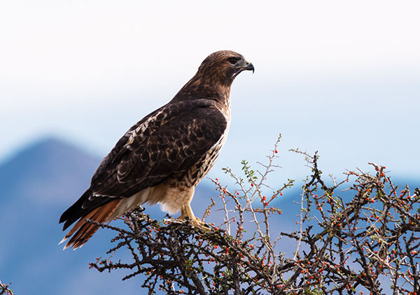 Red-tailed Hawk Buteo jamaicensis