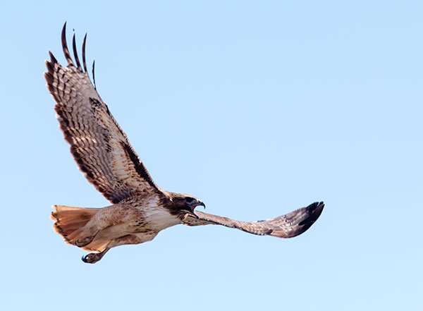 Red-tailed Hawk Buteo jamaicensis