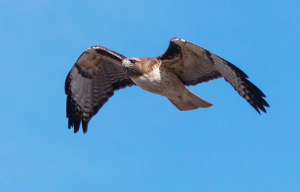 Red-tailed Hawk Buteo jamaicensis