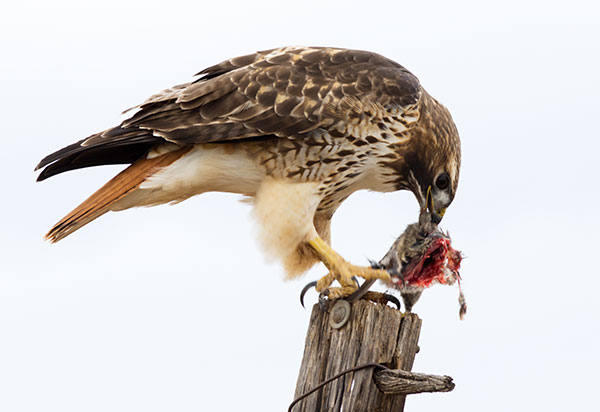 Red-tailed Hawk Buteo jamaicensis