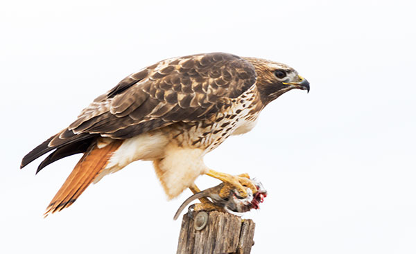 Red-tailed Hawk Buteo jamaicensis