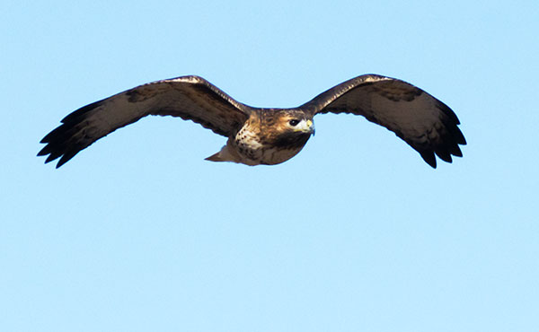 Red-tailed Hawk Buteo jamaicensis