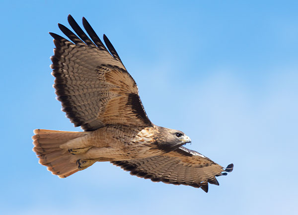 Red-tailed Hawk Buteo jamaicensis