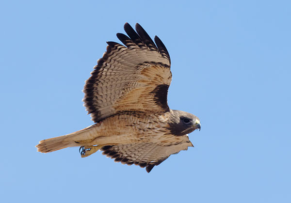 Red-tailed Hawk Buteo jamaicensis