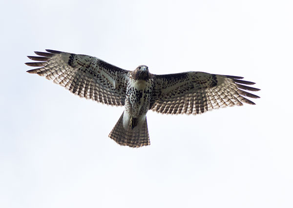 Red-tailed Hawk Buteo jamaicensis