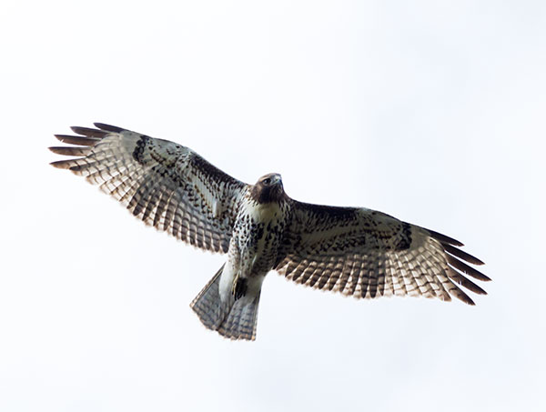 Red-tailed Hawk Buteo jamaicensis