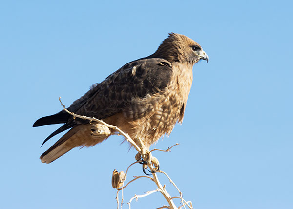 Red-tailed Hawk Buteo jamaicensis