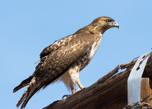 Red-tailed Hawk Buteo jamaicensis