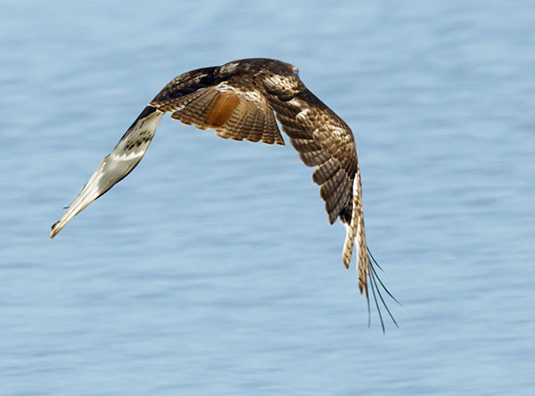 Red-tailed Hawk Buteo jamaicensis