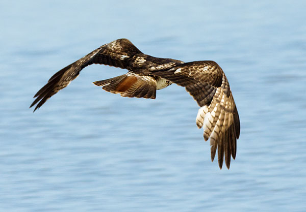 Red-tailed Hawk Buteo jamaicensis