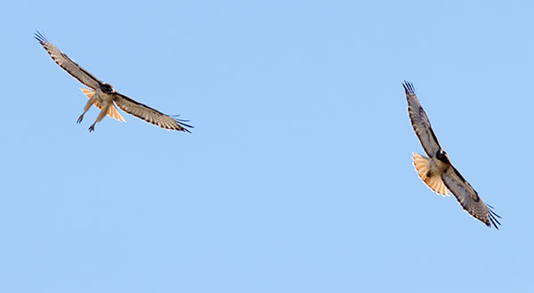 Red-tailed Hawk Buteo jamaicensis