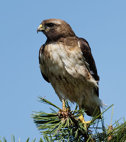 Red-tailed Hawk Buteo jamaicensis