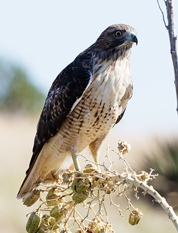 Red-tailed Hawk Buteo jamaicensis fuertesi