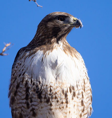 Red-tailed Hawk Buteo jamaicensis fuertesi