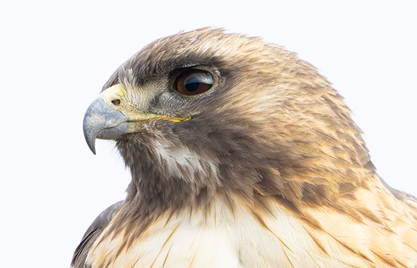Red-tailed Hawk Buteo jamaicensis fuertesi