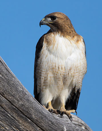 Red-tailed Hawk Buteo jamaicensis fuertesi