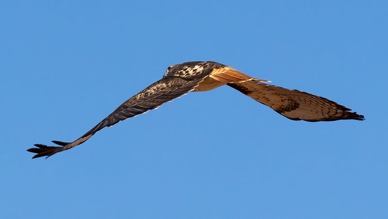Red-tailed Hawk Buteo jamaicensis fuertesi