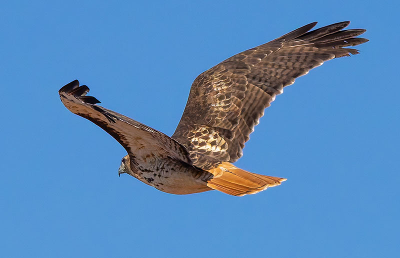 Red-tailed Hawk Buteo jamaicensis fuertesi