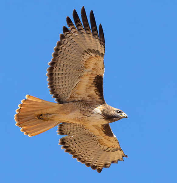 Red-tailed Hawk Buteo jamaicensis fuertesi