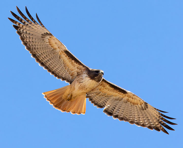 Red-tailed Hawk Buteo jamaicensis fuertesi