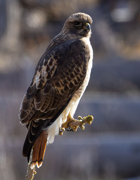 Red-tailed Hawk Buteo jamaicensis fuertesi