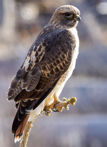 Red-tailed Hawk Buteo jamaicensis fuertesi