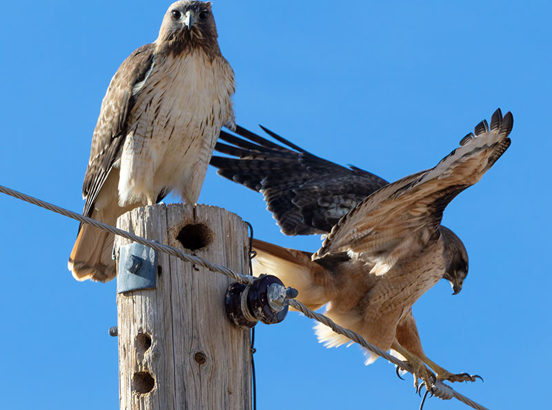 Red-tailed Hawk Buteo jamaicensis fuertesi