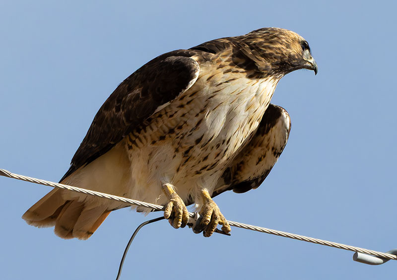 Red-tailed Hawk Buteo jamaicensis fuertesi