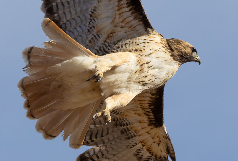 Red-tailed Hawk Buteo jamaicensis fuertesi