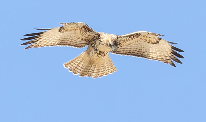 Red-tailed Hawk Buteo jamaicensis fuertesi