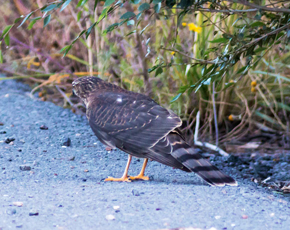 Sharp-shinned Hawk Accipiter striatus