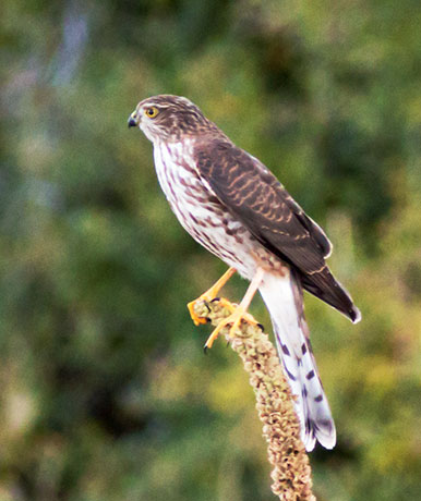 Sharp-shinned Hawk Accipiter striatus