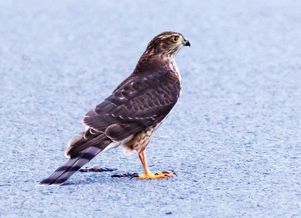 Sharp-shinned Hawk Accipiter striatus