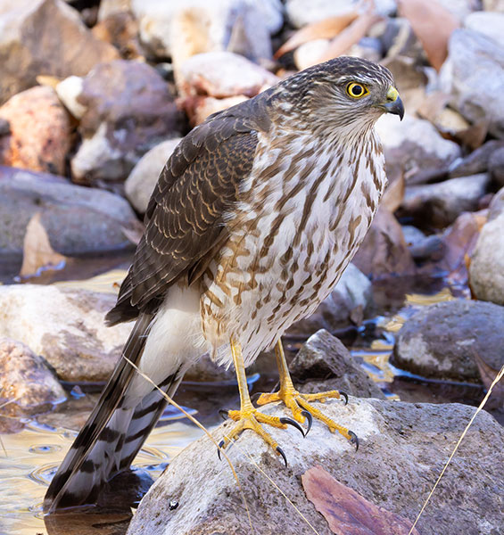 Sharp-shinned Hawk Accipiter striatus