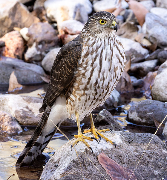 Sharp-shinned Hawk Accipiter striatus