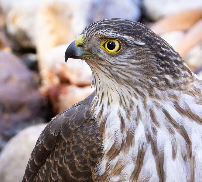Sharp-shinned Hawk Accipiter striatus