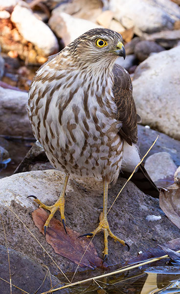 Sharp-shinned Hawk Accipiter striatus