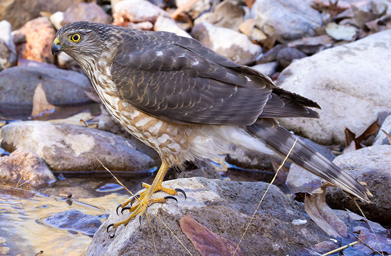 Sharp-shinned Hawk Accipiter striatus