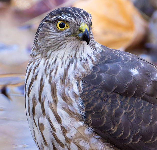 Sharp-shinned Hawk Accipiter striatus