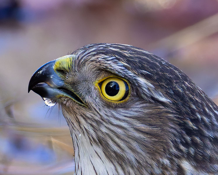 Sharp-shinned Hawk Accipiter striatus