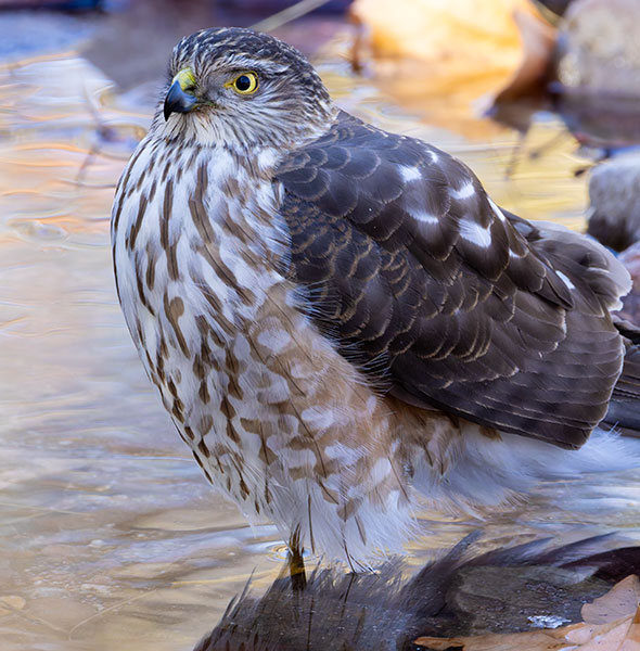 Sharp-shinned Hawk Accipiter striatus