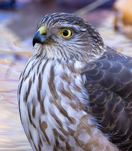 Sharp-shinned Hawk Accipiter striatus