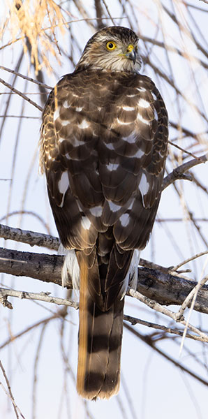 Sharp-shinned Hawk Accipiter striatus